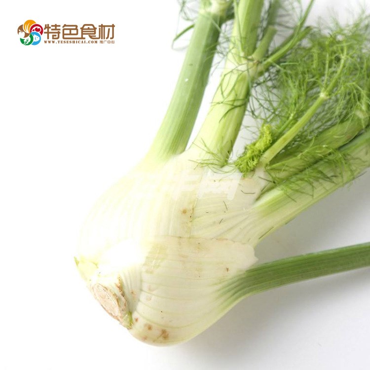 新鲜蔬菜厂家批发  茴香球   新鲜球茎茴香 可为饭店供货