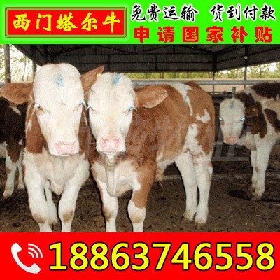 西门塔尔牛 西门塔尔牛价格