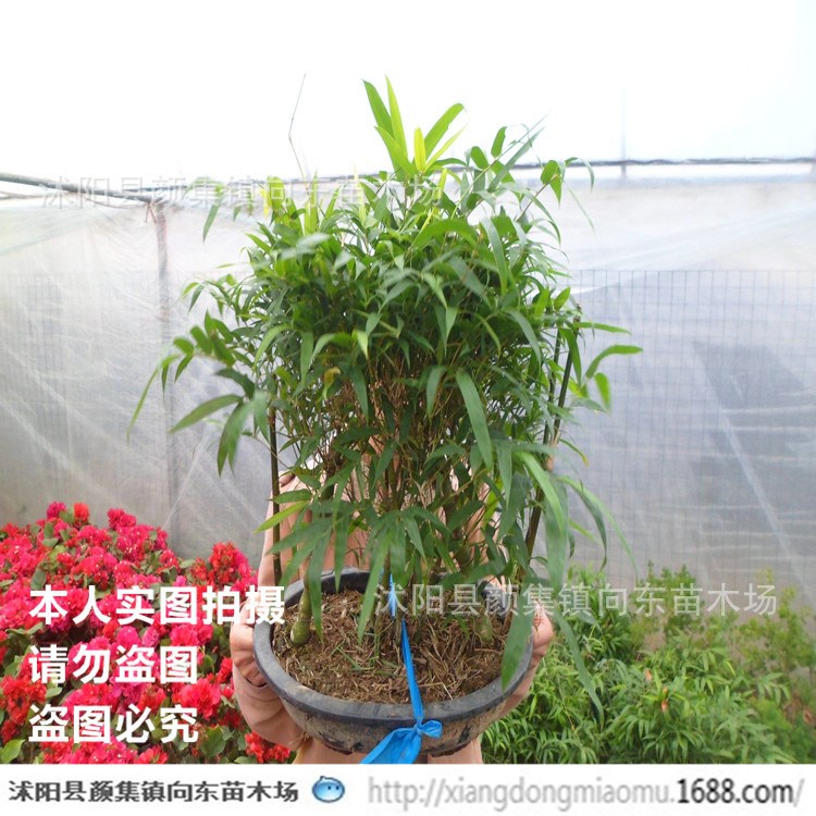 佛肚竹 状如佛肚/形状奇特/室内植物盆栽 竹类植物 竹子系列