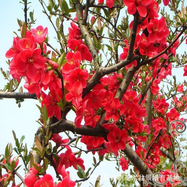 湖北省黄石地区市适合种植树木，绿化树苗，盆景素材，花木品种苗