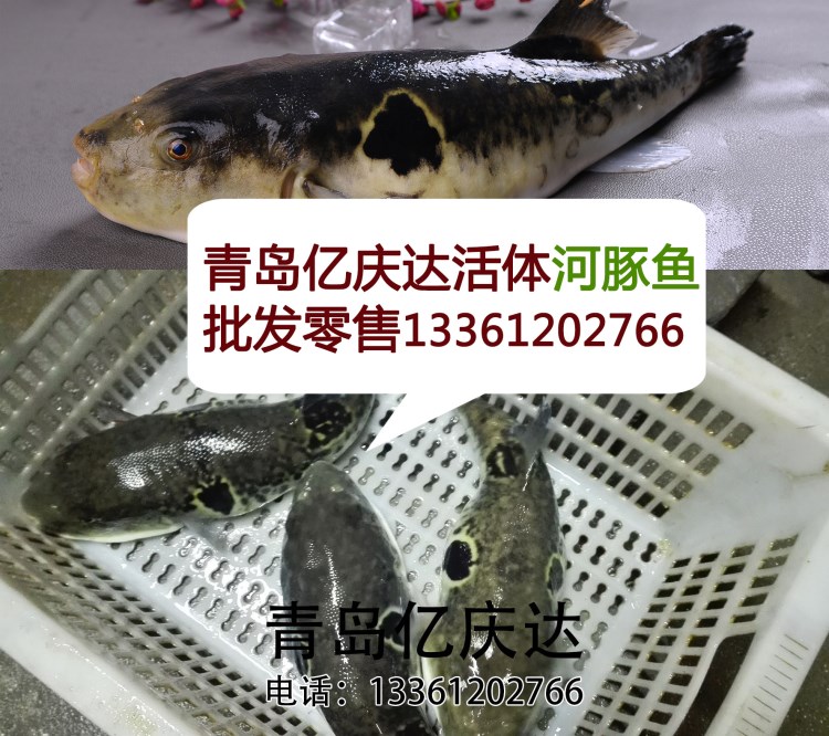 青岛批发河豚鱼  青岛卖河豚鱼 河豚鱼价格