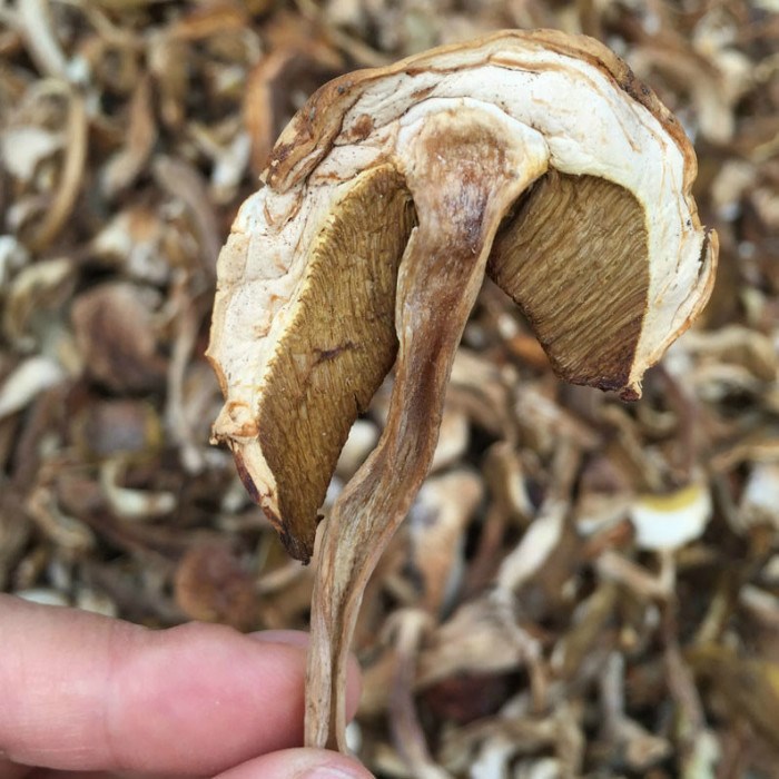 牛肝菌 野生美味牛肝菌 干货 白牛肝菌 青川特产  食用菌干牛肝菌