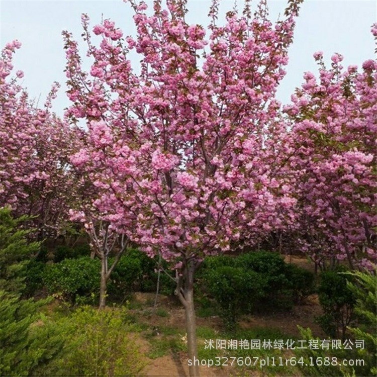 批发日本樱花 晚樱 山樱 早樱品种量大从优