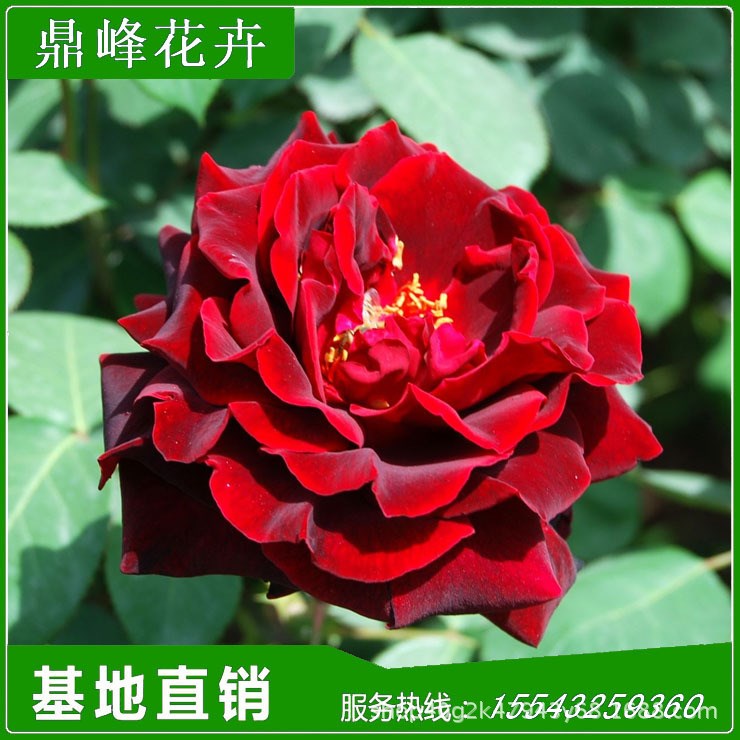 辽阳月季花玫瑰花苗抗寒盆栽小苗欧月爬藤本大花丰花月季