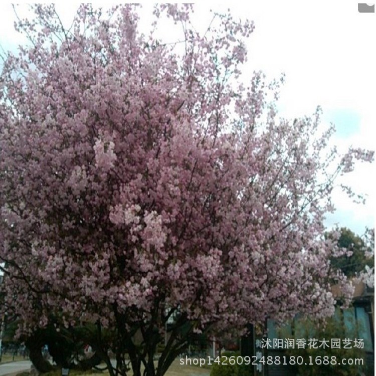 批发西府海棠树苗 小苗 海棠树苗 贴梗海棠花观花植物 可庭院种植