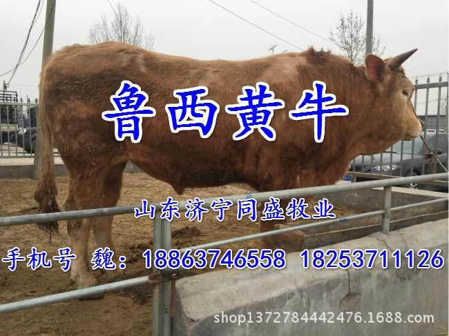 陕西省榆林市小黄牛养殖