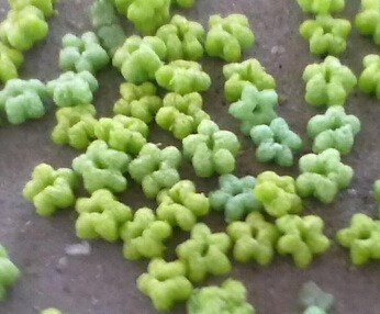 多功能食品膨化机械,木薯淀粉膨化机,双螺杆挤出机