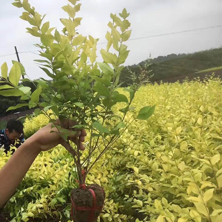 基地低价批发供应金叶女贞道路绿化绿篱 金叶女贞规格多种