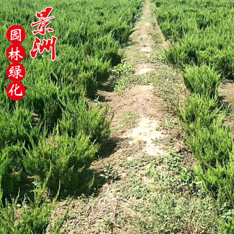 龙柏球冠50-1.2米 绿色系 常绿性植物量大从优龙柏球树苗