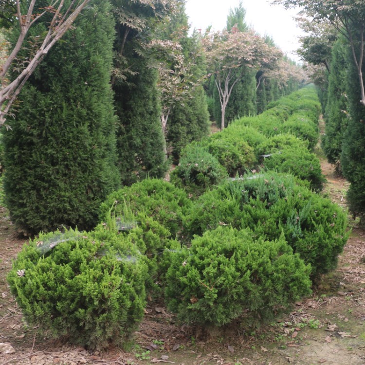 基地批发绿化木龙柏  龙柏球 四季常青植物庭院种植龙柏树.