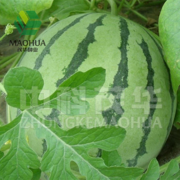 茂华牌 水果蔬菜种子 麒麟西瓜种子 早熟早佳8424西瓜种子麒麟瓜