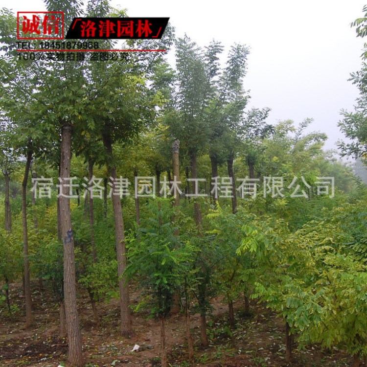 白蜡小苗 白蜡树苗 行道树 速生白蜡树苗优惠8-10公分粗基地直销