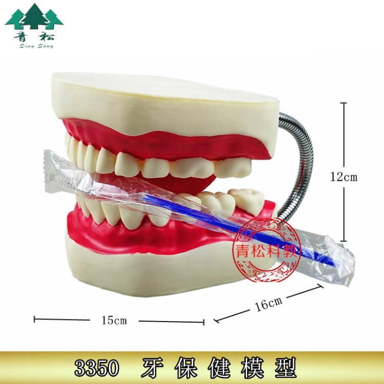牙护理保健模型放大6倍 大号牙齿清洁教学模具刷牙口腔护理牙模型