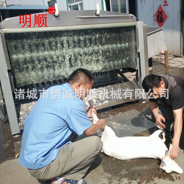 F 各种羊脱毛机 羊脱毛机 羊烫毛机 脱毛干净 不伤皮不伤肉质
