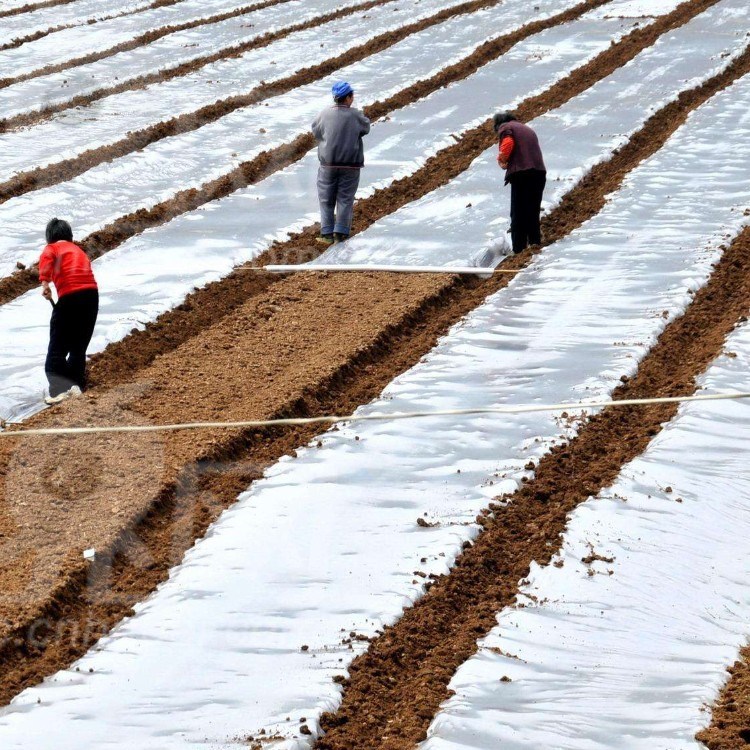 塑料薄膜 pe农用薄膜 黑白膜 银灰膜 银黑地膜 反光膜农膜厂家