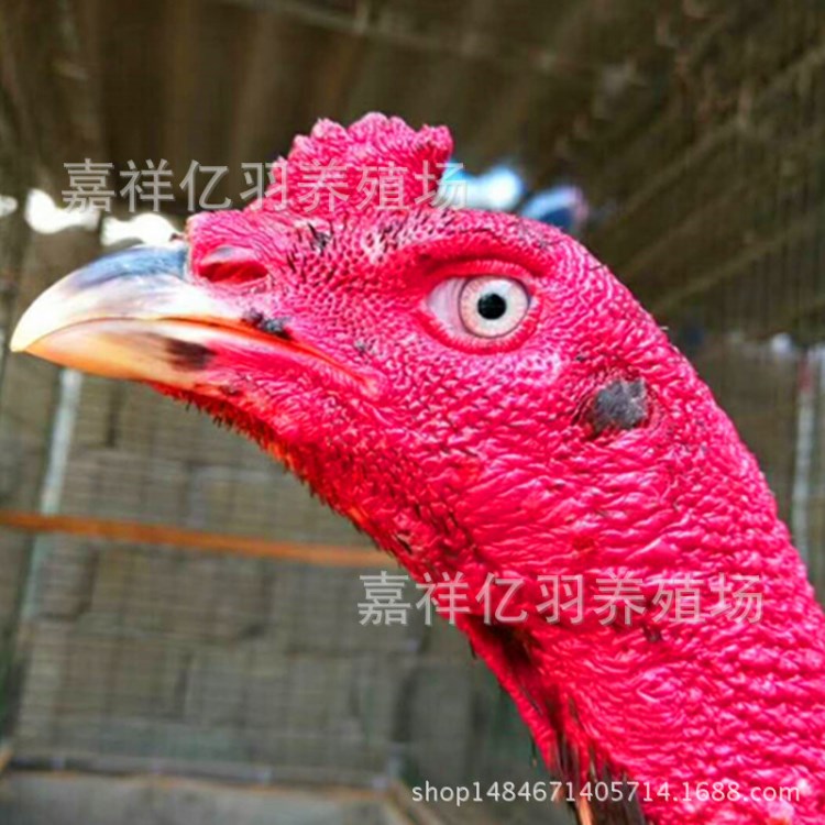 斗鸡苗贵妃鸡苗元宝鸡苗山东嘉祥亿羽孵化场