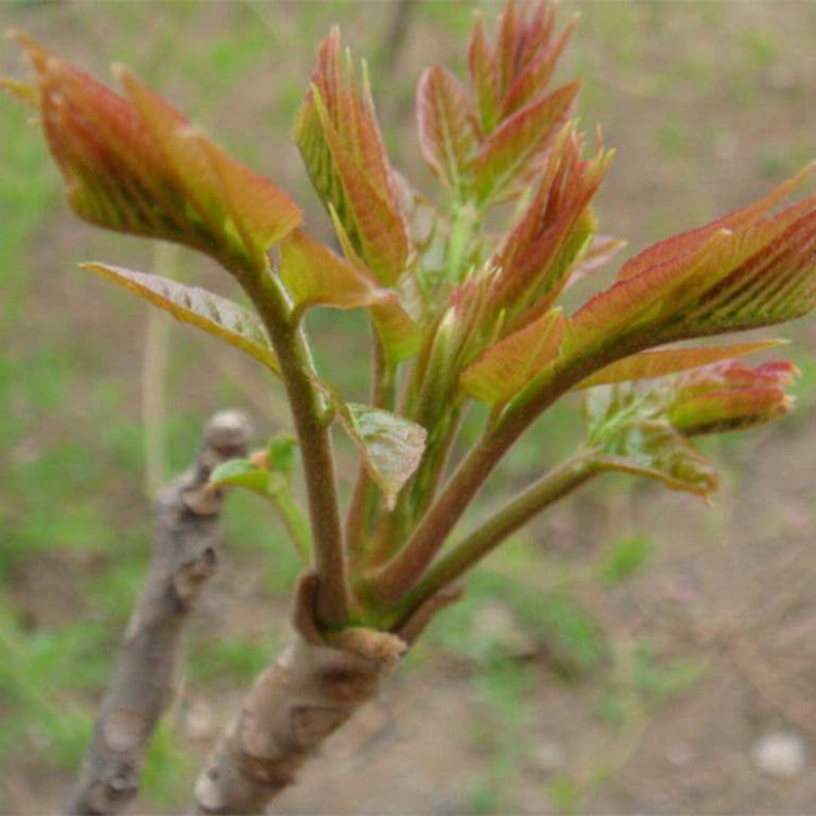 基地大量批发 泰山红油香椿苗 当年可食用 大棚矮化香椿苗