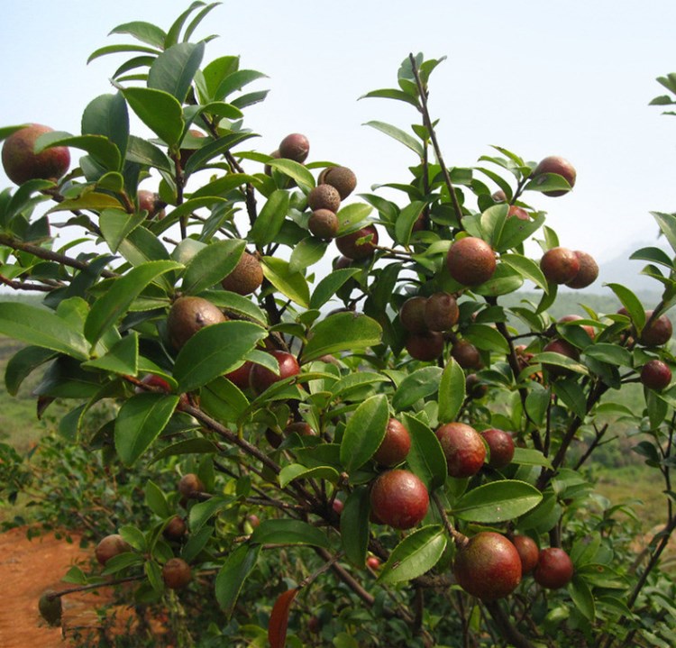 广西油茶苗批发供应 油茶果树苗 大果软枝油茶苗 苗圃直销