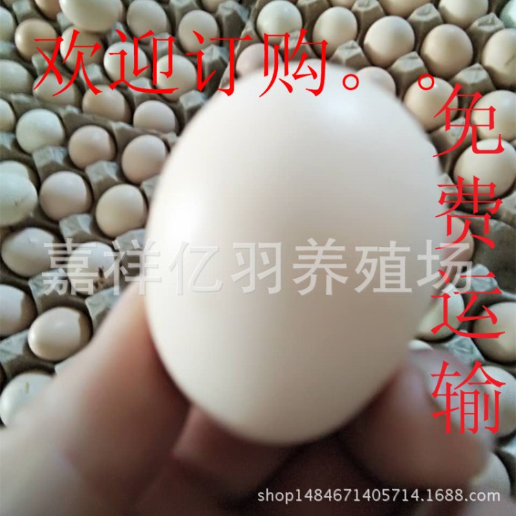 鸡苗价格 快速大红玉鸡苗 芦花鸡苗饲养回报高 芦花鸡苗 受精种蛋