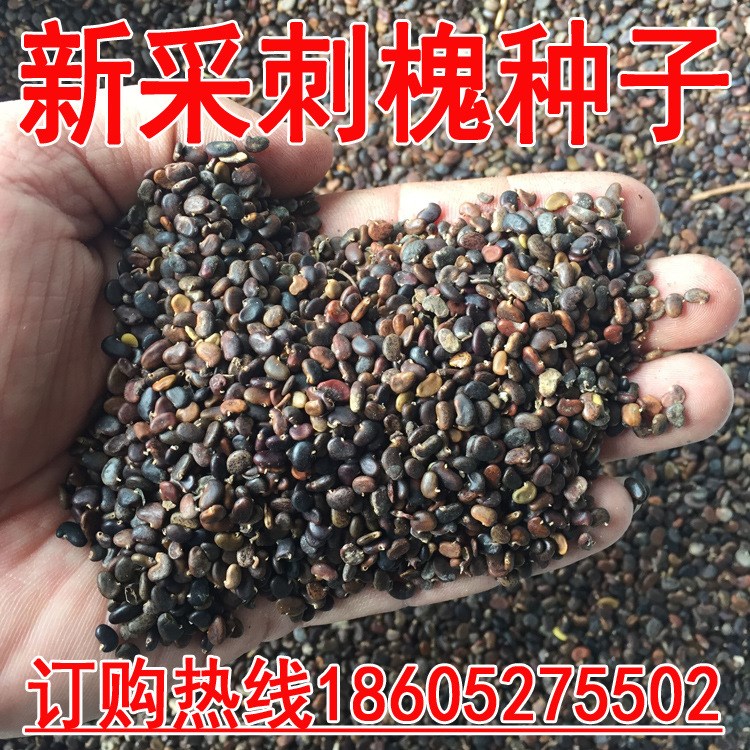 林木树苗蜜源植物刺槐树种子白花洋槐刺儿槐生长快木材坚硬