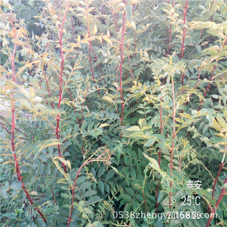 1年花椒苗 十里香花椒苗  当年花椒苗 1年花椒苗价格