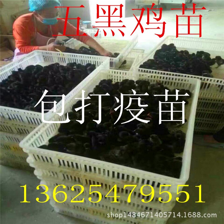 绿壳蛋鸡苗价格 供应野鸡种鸡、山鸡苗、贵妃鸡苗、