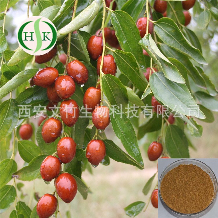 文竹生物 红枣提取物 大枣提取物10:1