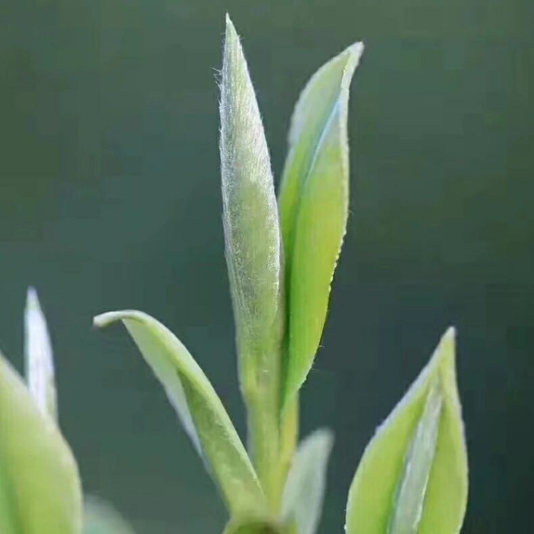 绿茶 生态   明前 龙井 高山特级龙井 自有农场产地直供