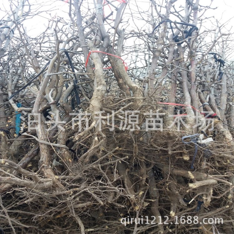 常年大量供应北京天津廊坊石家庄占地枣树苗 基地批发枣树枣树苗