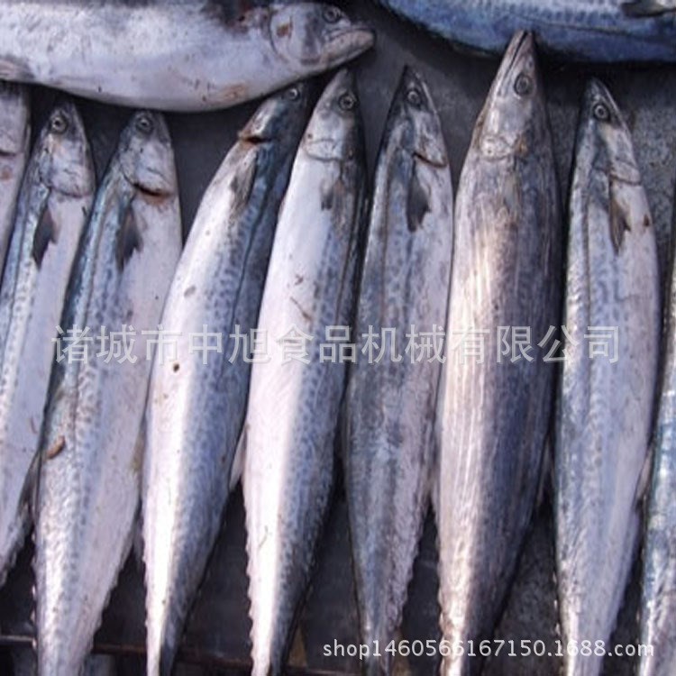 全自动真空滚揉机价格 300羊排真空滚揉腌制机 鸭肠滚揉入味机