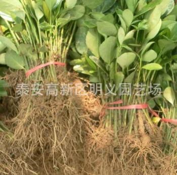 大量批发大叶冬青小苗黄杨苗等各种工程用苗质优价廉