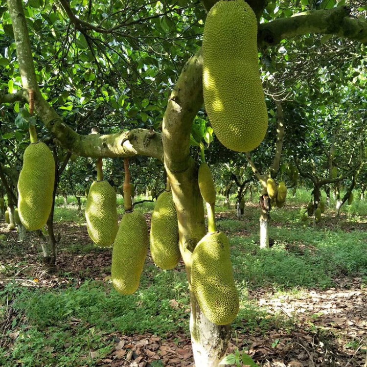 海南水果 老树现摘热带水果菠萝蜜 新鲜菠萝蜜产地 一件代发