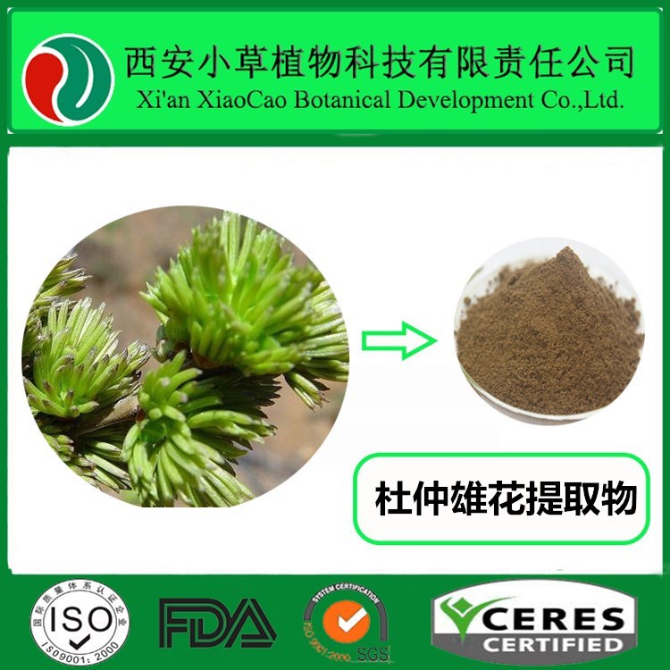 杜仲雄花提取物杜仲雄花粉 大量现货厂家供应