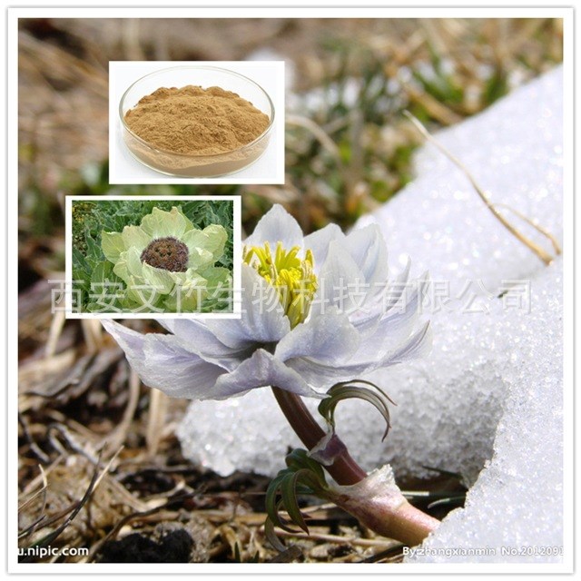 大苞雪莲提取物  文竹生物 雪莲花提取物