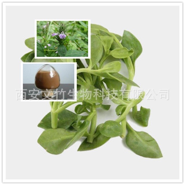 穿心莲内酯10-98% 穿心莲提取物