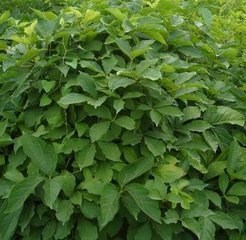 厂家现货供应 小草五加皮提取物