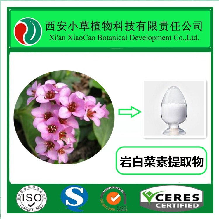 厂家现货供应岩白菜提取物 厚叶岩白菜提取物 虎耳草素 5:1