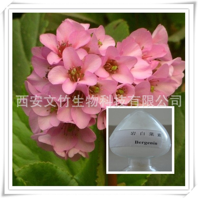 岩白菜提取物 岩白菜素98% Bergenin 虎耳草素 477-90-7 文竹生物