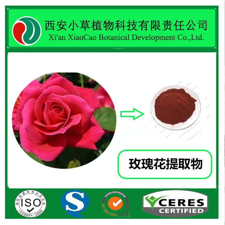 厂家现货供应玫瑰花提取物