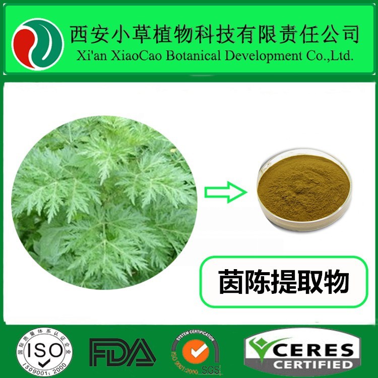 厂家现货供应茵陈提取物 茵陈粉大量现货