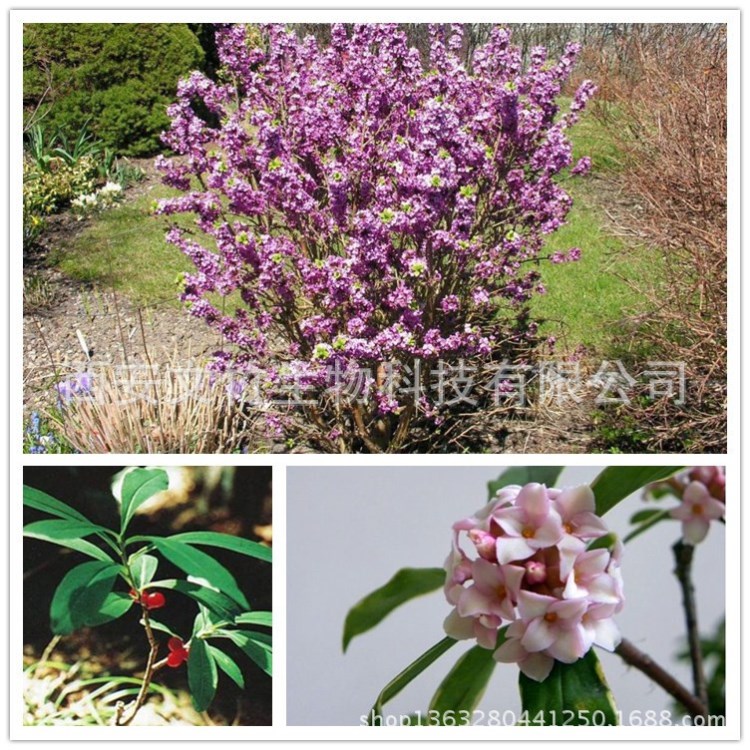 瑞香素98% 瑞香内酯 486-35-1 祖师麻甲素 文竹生物