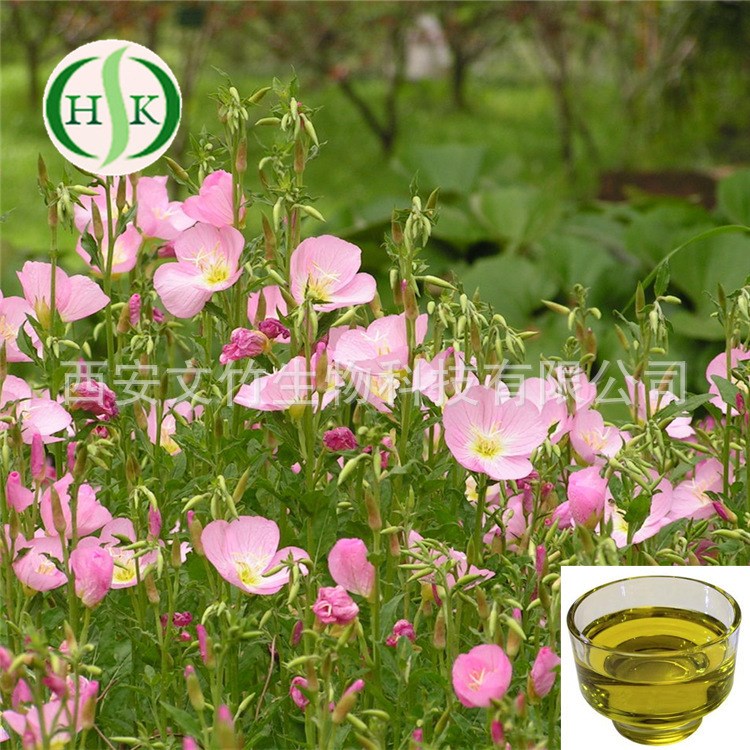 文竹生物 月见草油 90028-66-3 月见草提取物