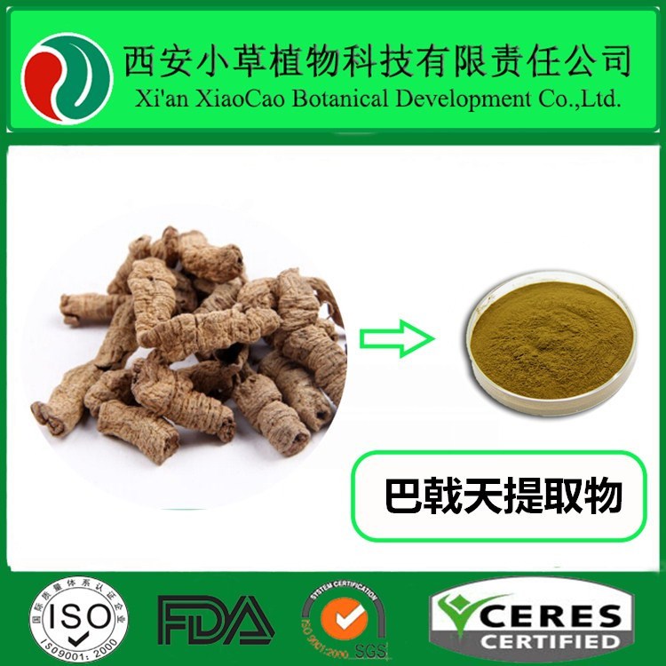 厂家现货供应巴戟天提取物 10:1 巴戟天粉