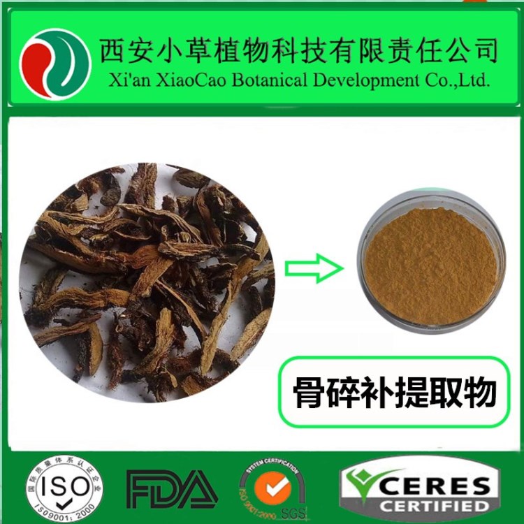 厂家现货供应骨碎补提取物  骨碎补粉