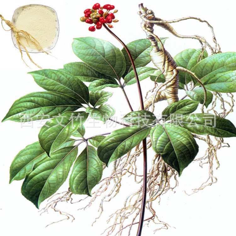 人参皂苷(甙)80% 人参提取物 文竹生物