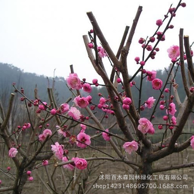 直销红梅苗路边观赏花型植物耐寒梅花树5-10公分红梅小苗