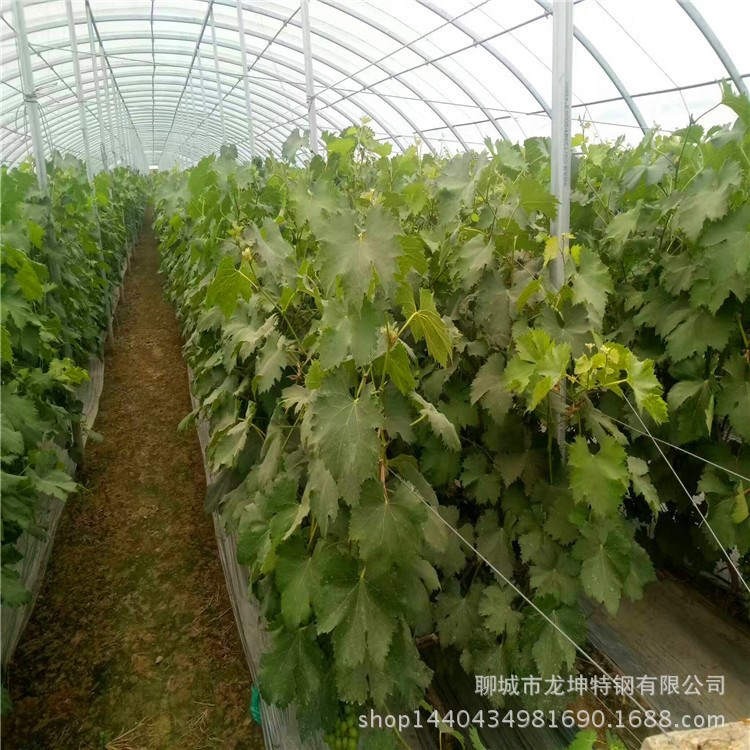 指导安装大棚 草莓大棚 草莓保温大棚 定做尺寸