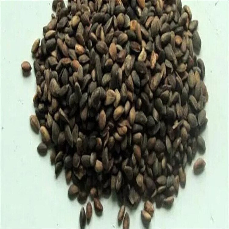 松树种子 油松种子 马尾松种子 白皮松 湿地松 黑松 华山松 雪松