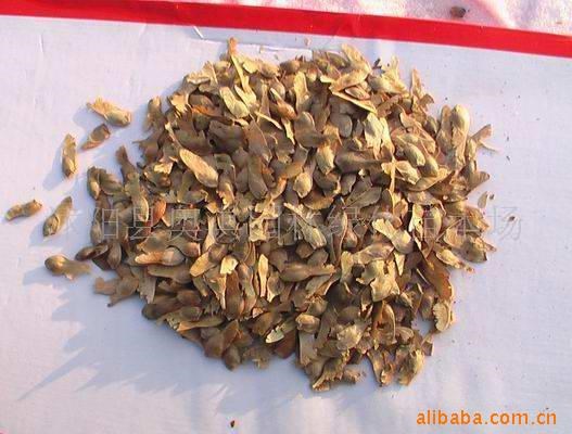 供苗木种子火炬种子 白蜡种子 洒金柏种子 雪松种子 白术种子