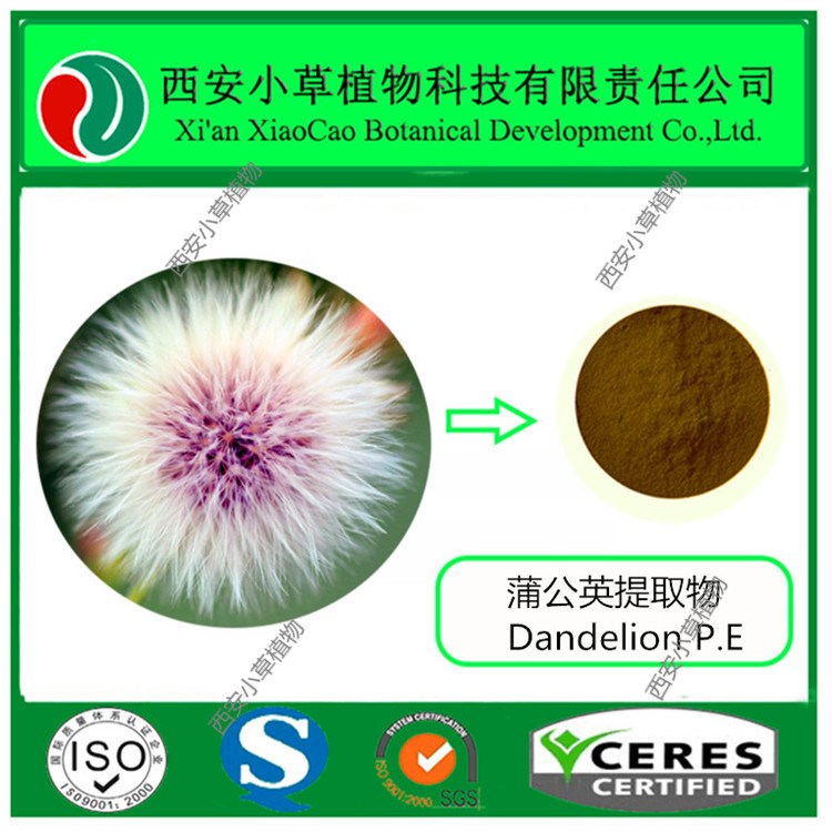 现货供应 蒲公英提取物黄酮5%